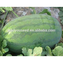 MW031 Kuantiao bright green oval shape hybrid watermelon seeds f1 company